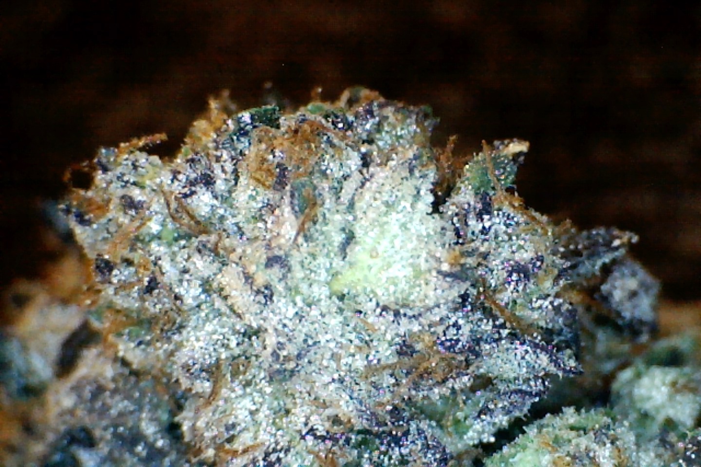 Bapez #1 by: Mountain Canna Farm 1/3oz - Image 5