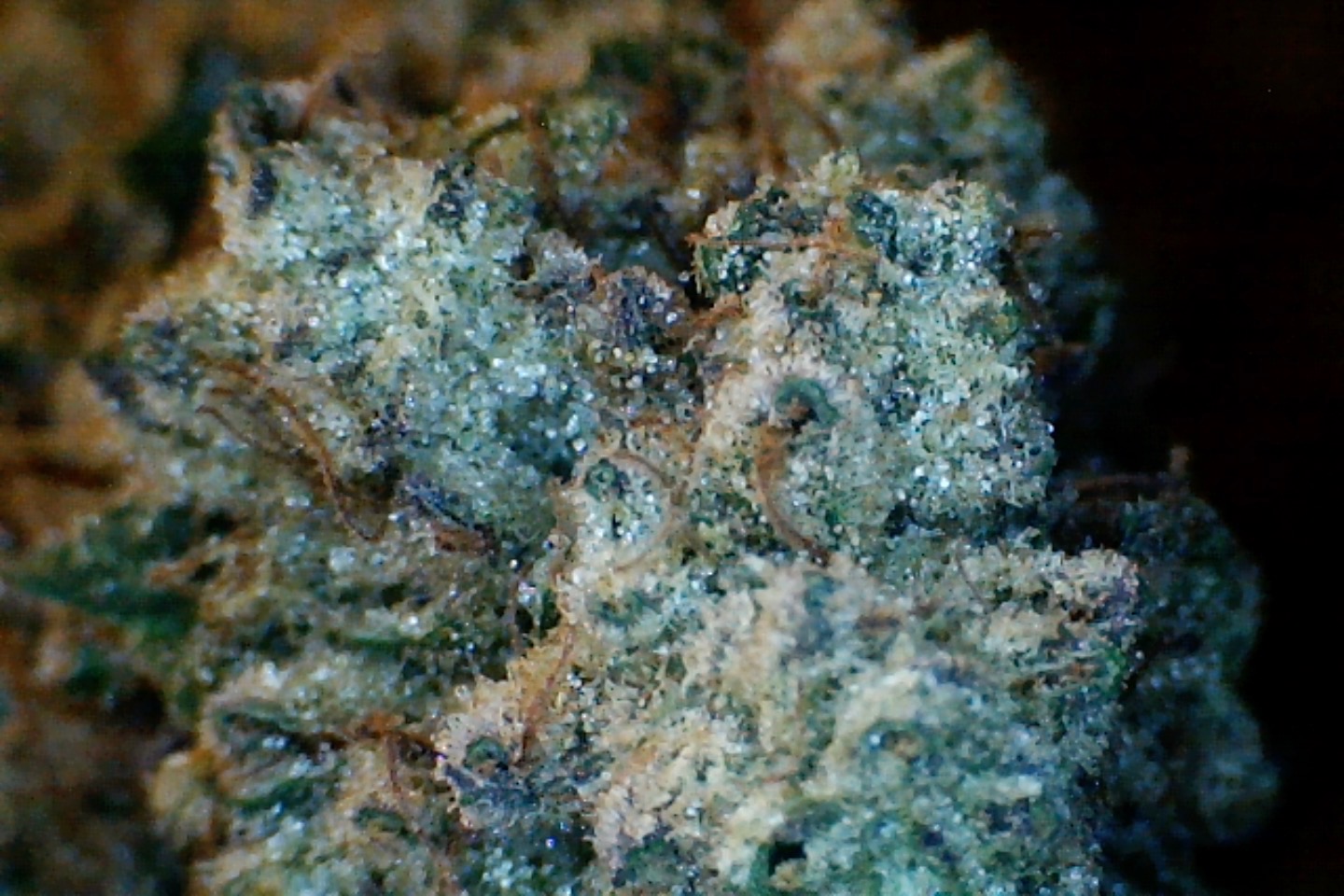 Strawberry Lemonade by: Mountain Canna Farm 1/3oz - Image 4