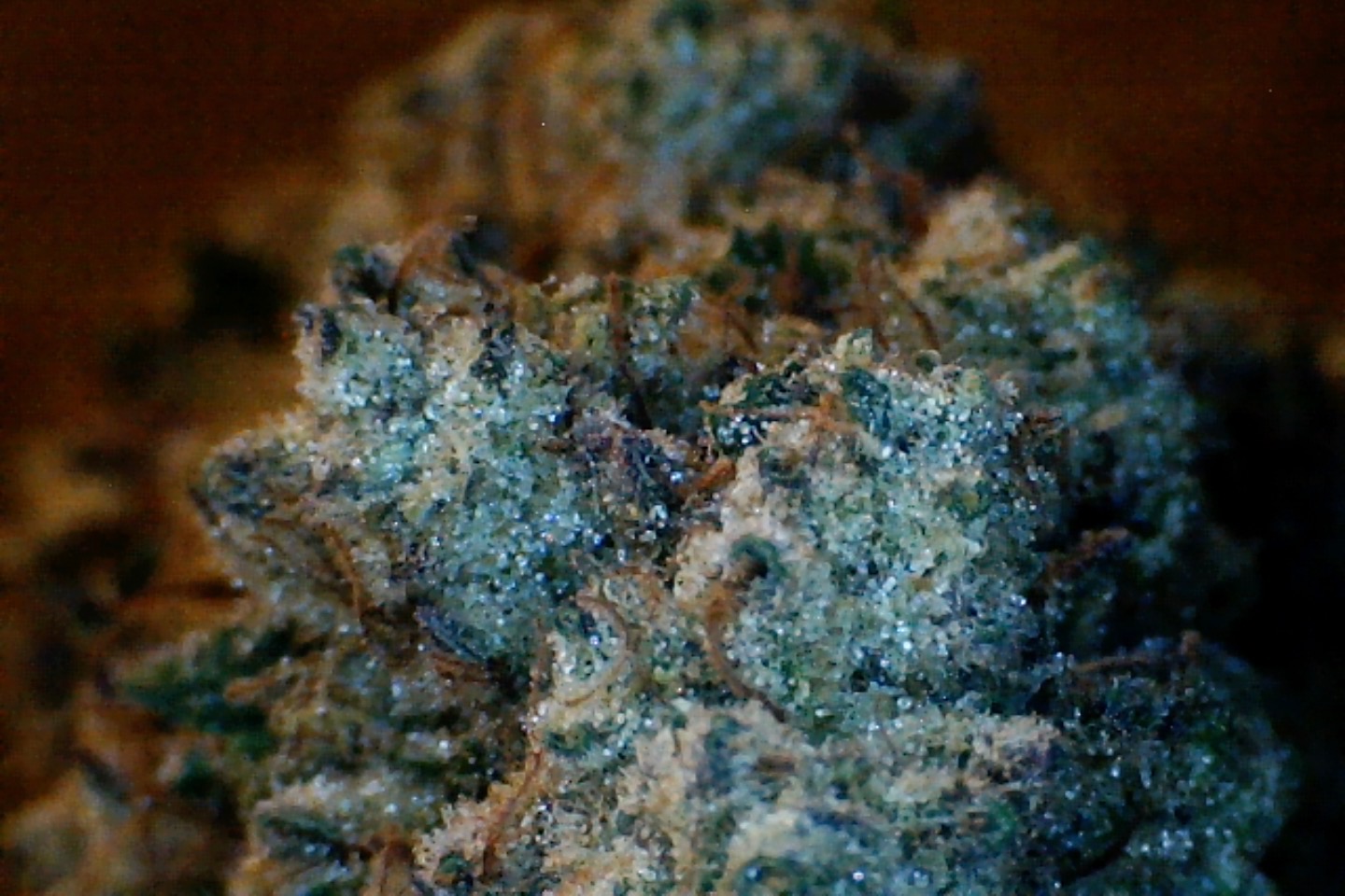 Strawberry Lemonade by: Mountain Canna Farm 1/3oz - Image 6