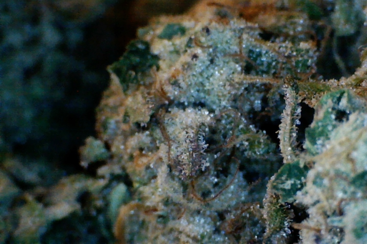 Strawberry Lemonade by: Mountain Canna Farm 1/3oz - Image 3