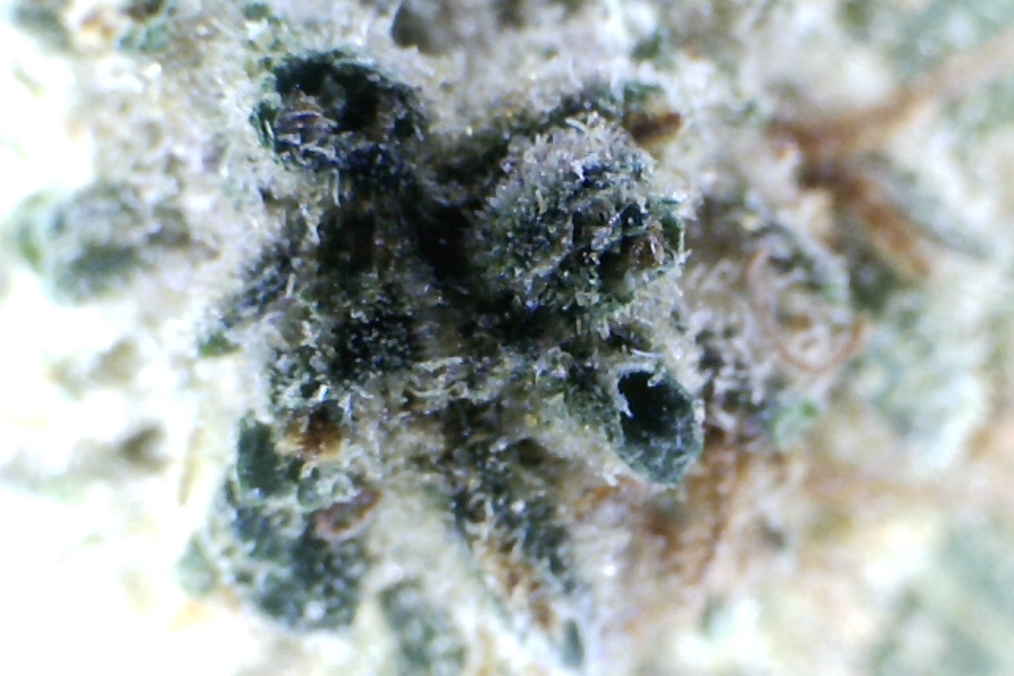 'Grumpy Grape' by: Mountain Made Farm 1/3 oz - Image 4