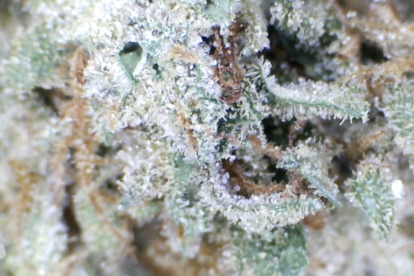 'Grumpy Grape' by: Mountain Made Farm 1/3 oz - Image 3