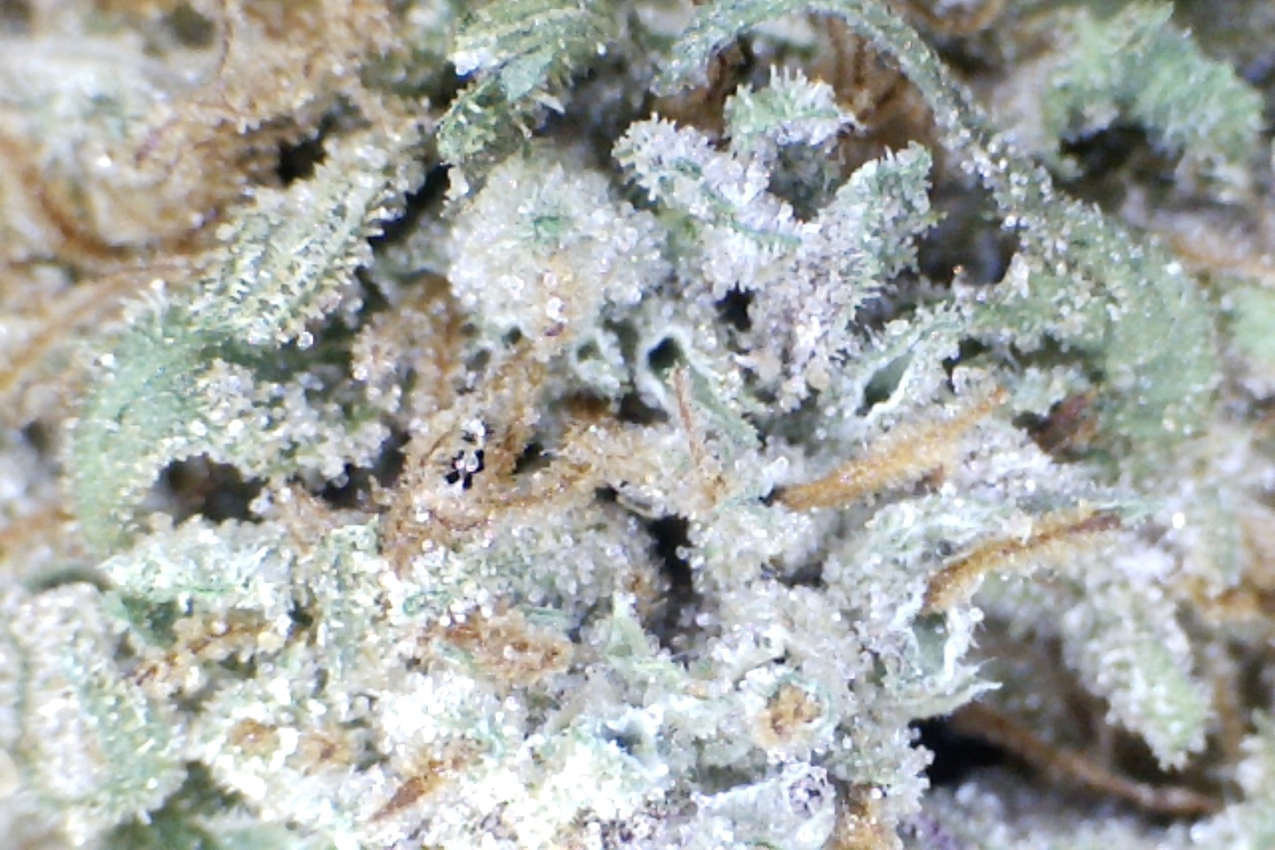 'Grumpy Grape' by: Mountain Made Farm 1/3 oz