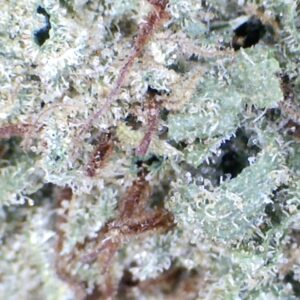 'Blueberry Pancake' by: Mountain Made Farm 1/3oz