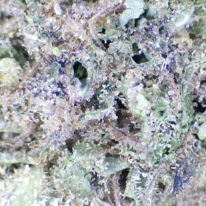 Fresca Runtz  by:  Mountain Made Farm    1/3 oz