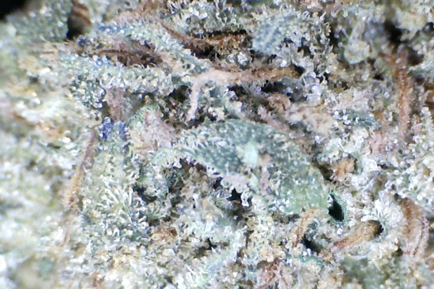 God Bud by: Mountain Made Farm. 1/3 oz - Image 5