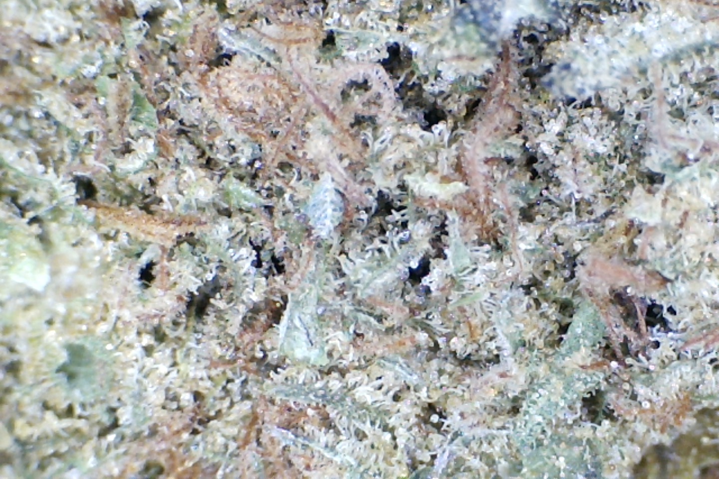 God Bud by: Mountain Made Farm. 1/3 oz - Image 4