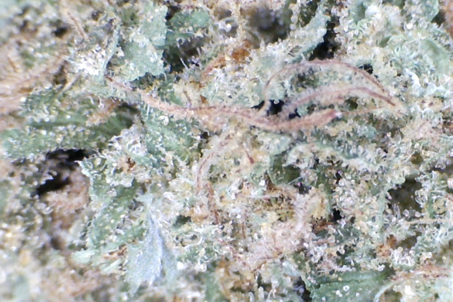 God Bud by: Mountain Made Farm. 1/3 oz - Image 7