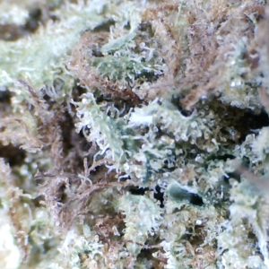 Banana Mint Goo  by: Mountain Made Farms    1/3oz
