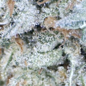 Papaya Punch by: Mountain Canna Farms 10 grams
