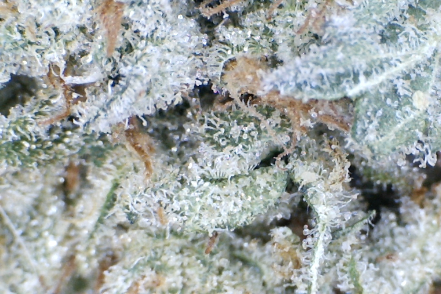 Papaya Punch by: Mountain Canna Farms 10 grams