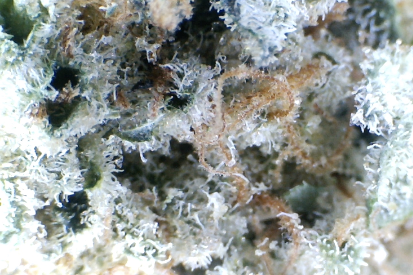 Papaya Punch by: Mountain Canna Farms 10 grams - Image 4