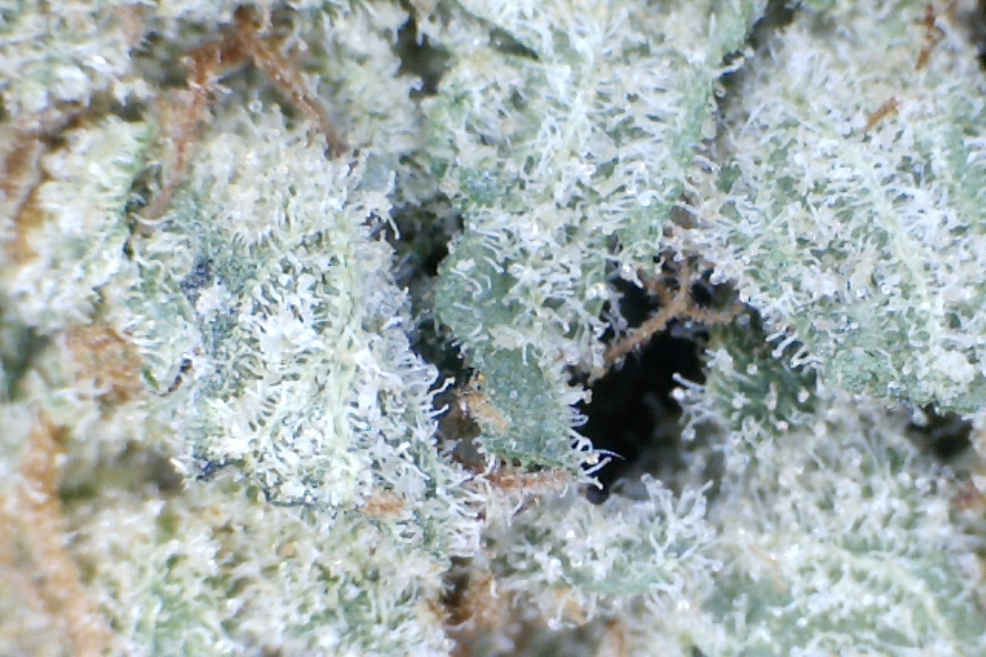 Papaya Punch by: Mountain Canna Farms 10 grams - Image 5