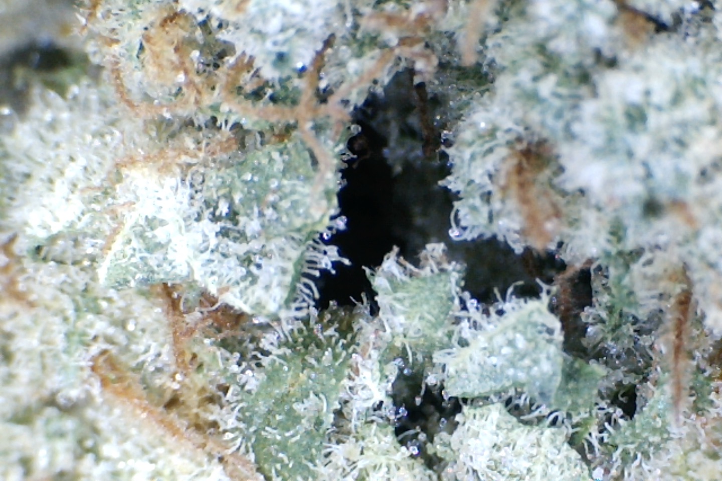 Papaya Punch by: Mountain Canna Farms 10 grams - Image 2