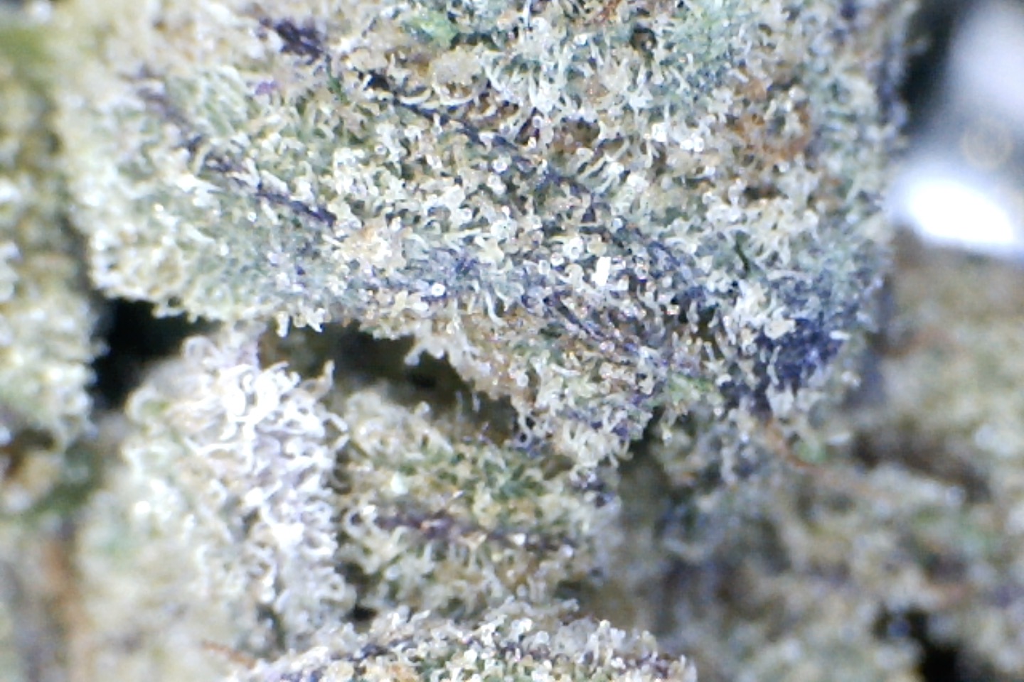 Gelato Pop. by: Mountain Canna Farms. 10grams - Image 2