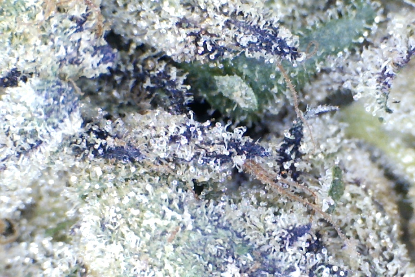 Gelato Pop. by: Mountain Canna Farms. 10grams