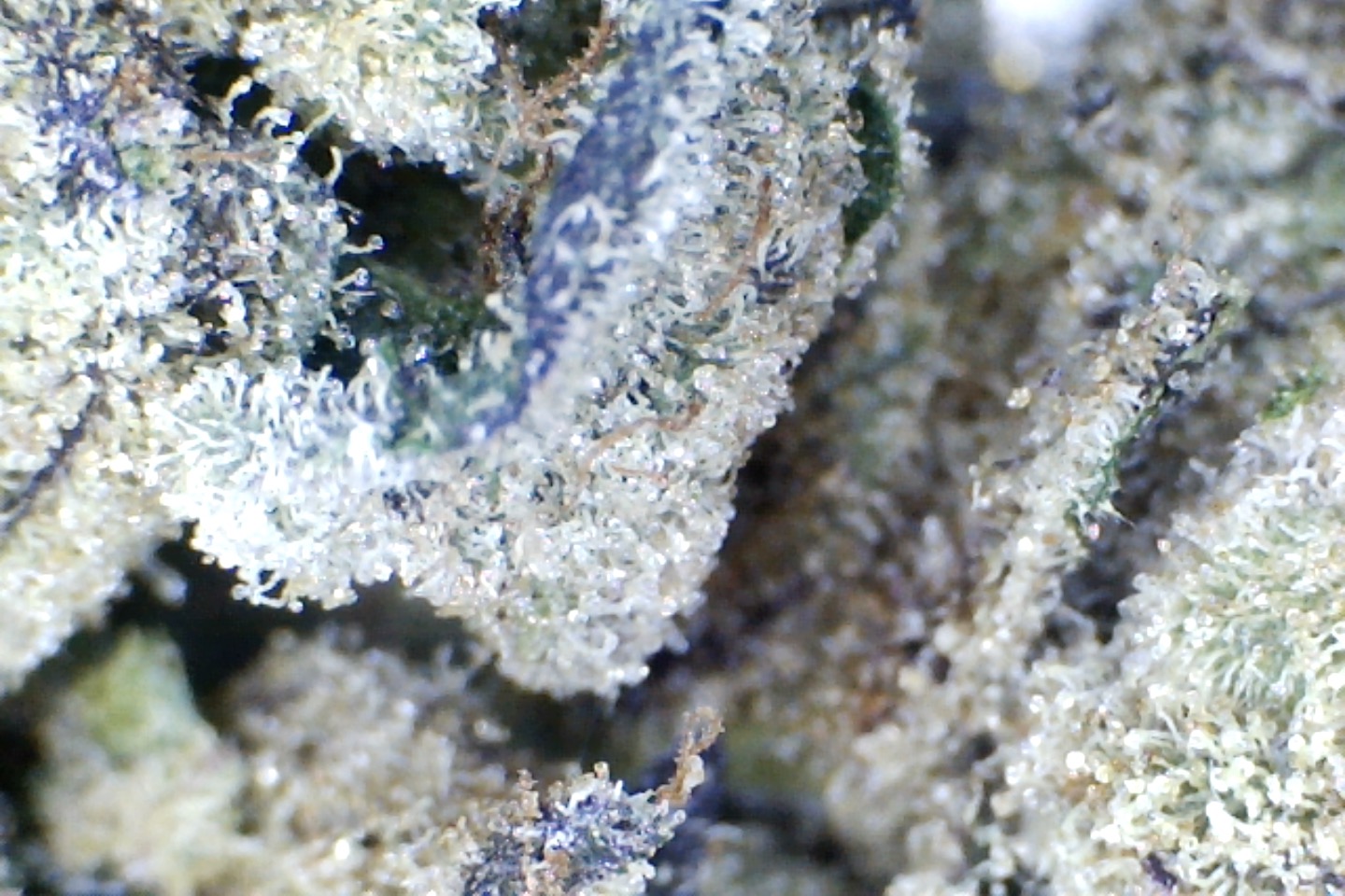 Gelato Pop. by: Mountain Canna Farms. 10grams - Image 3