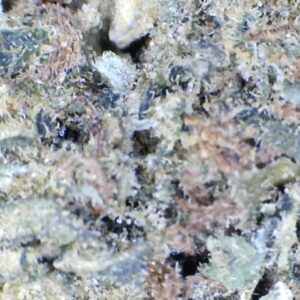 Peanut Butter Breath by: Mountain Canna Farms 10grams