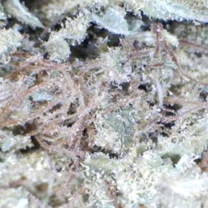 purple kush