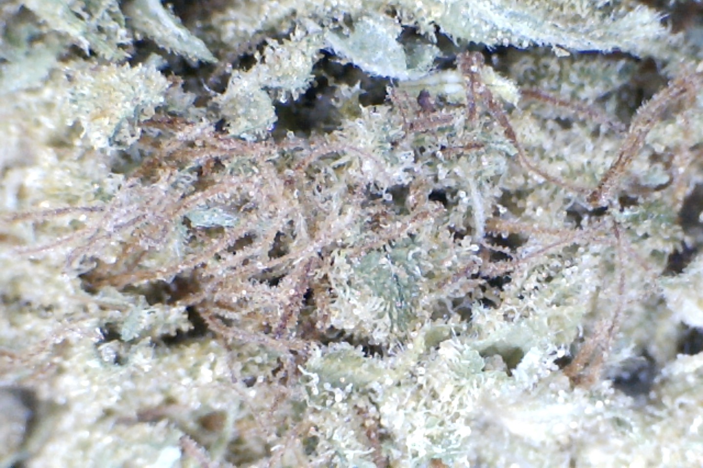 purple kush