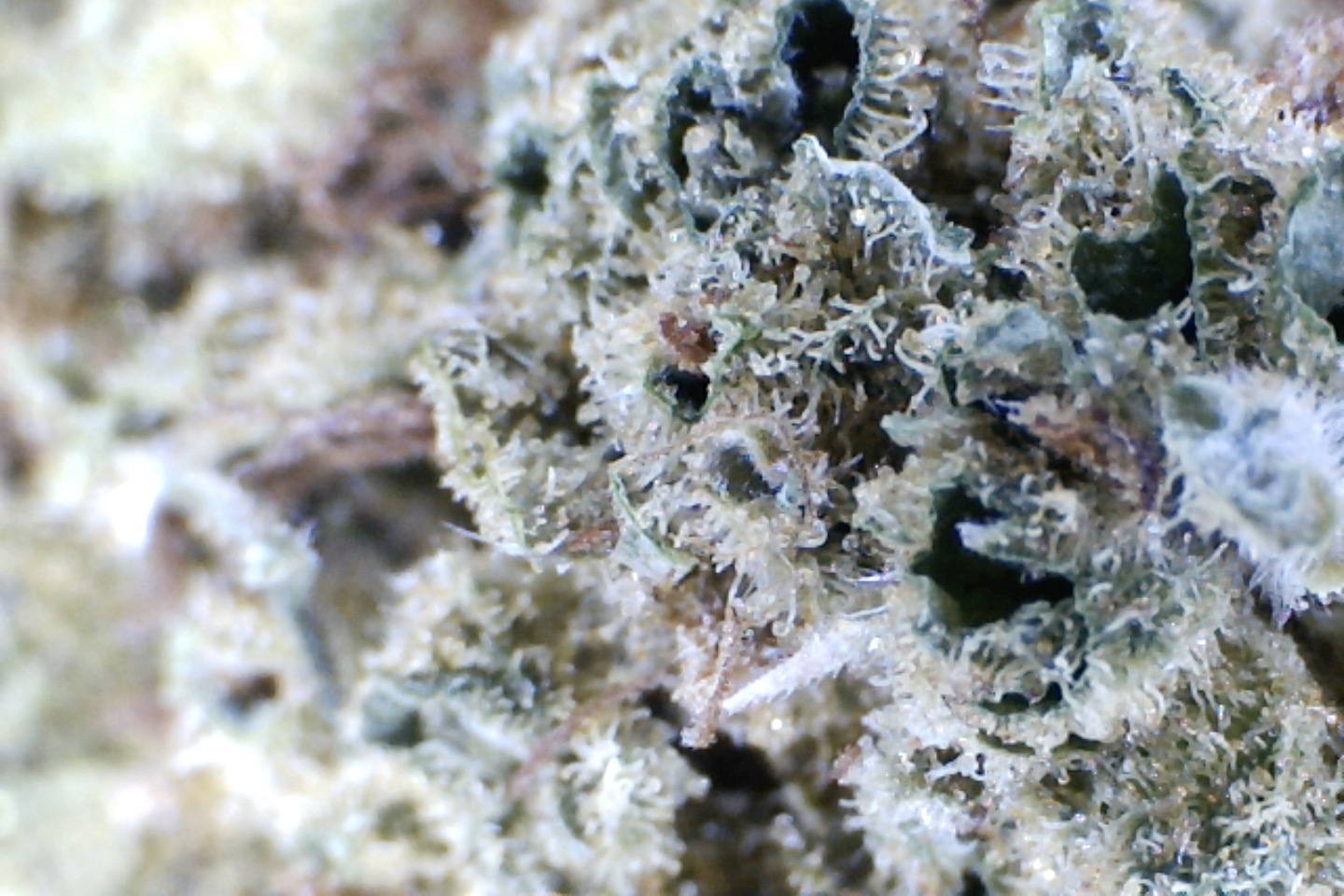 Purple Kush by: Mountain Made Farm 10grams - Image 3