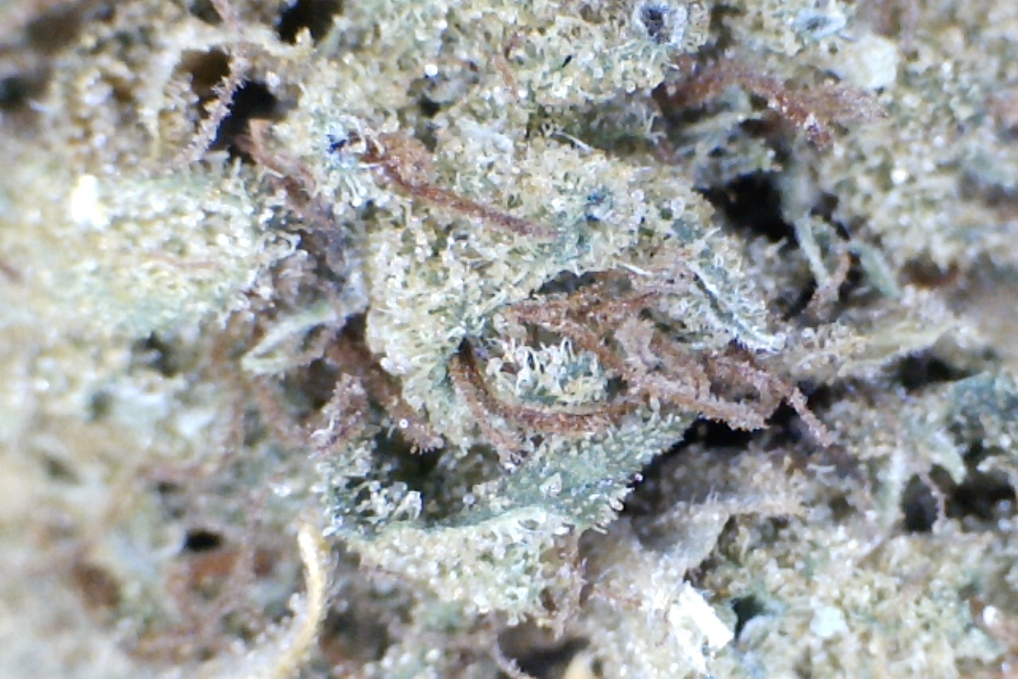 Purple Kush by: Mountain Made Farm 10grams - Image 2