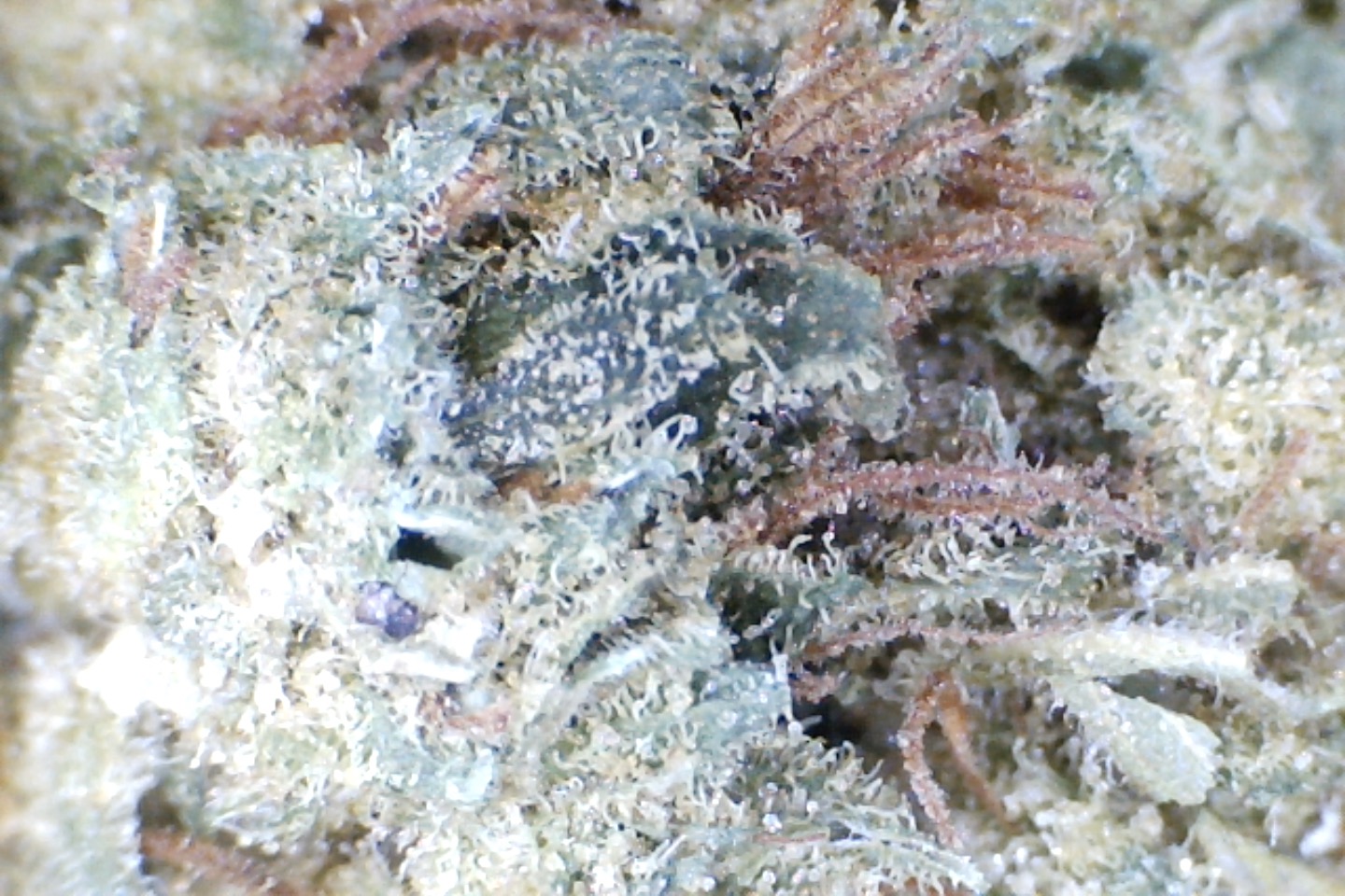 Purple Kush by: Mountain Made Farm 10grams - Image 4