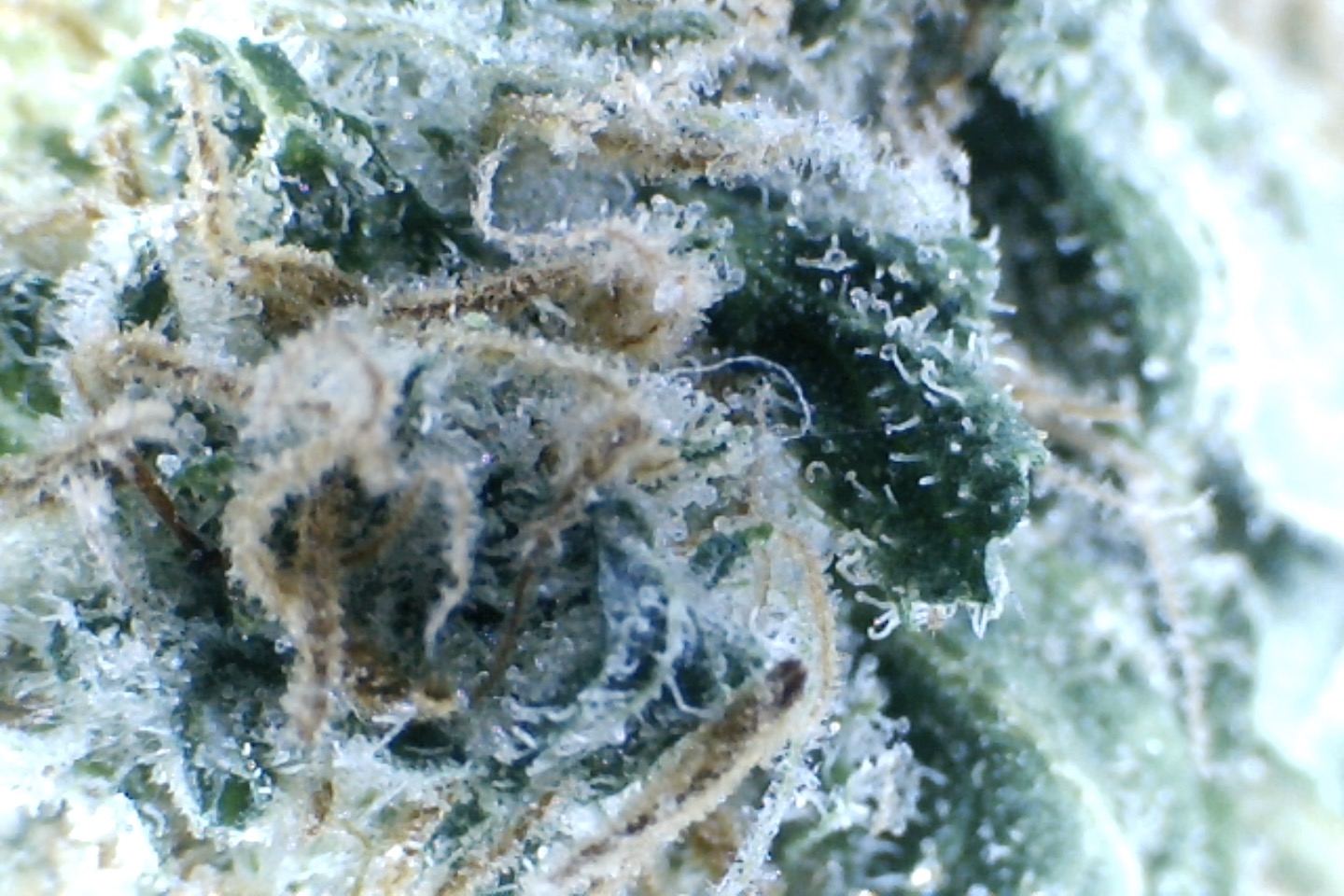 Super Silver Haze by: Elf King Farms 10gm - Image 4