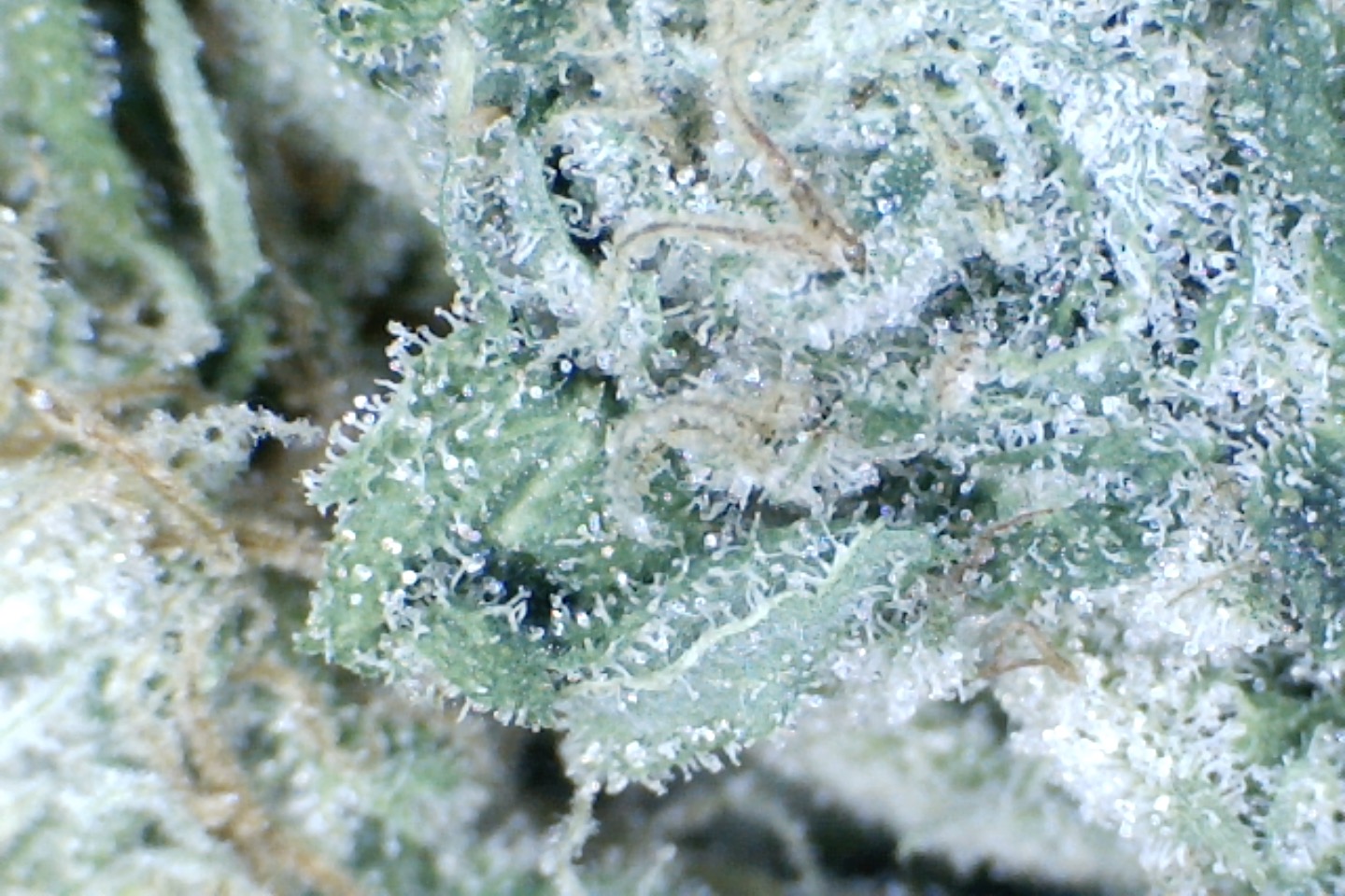 Super Silver Haze by: Elf King Farms 10gm - Image 3