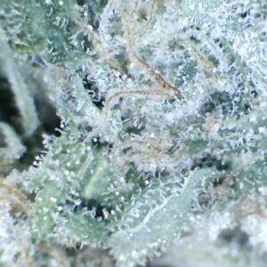 Super Silver Haze  by:  Elf King Farms     10gm