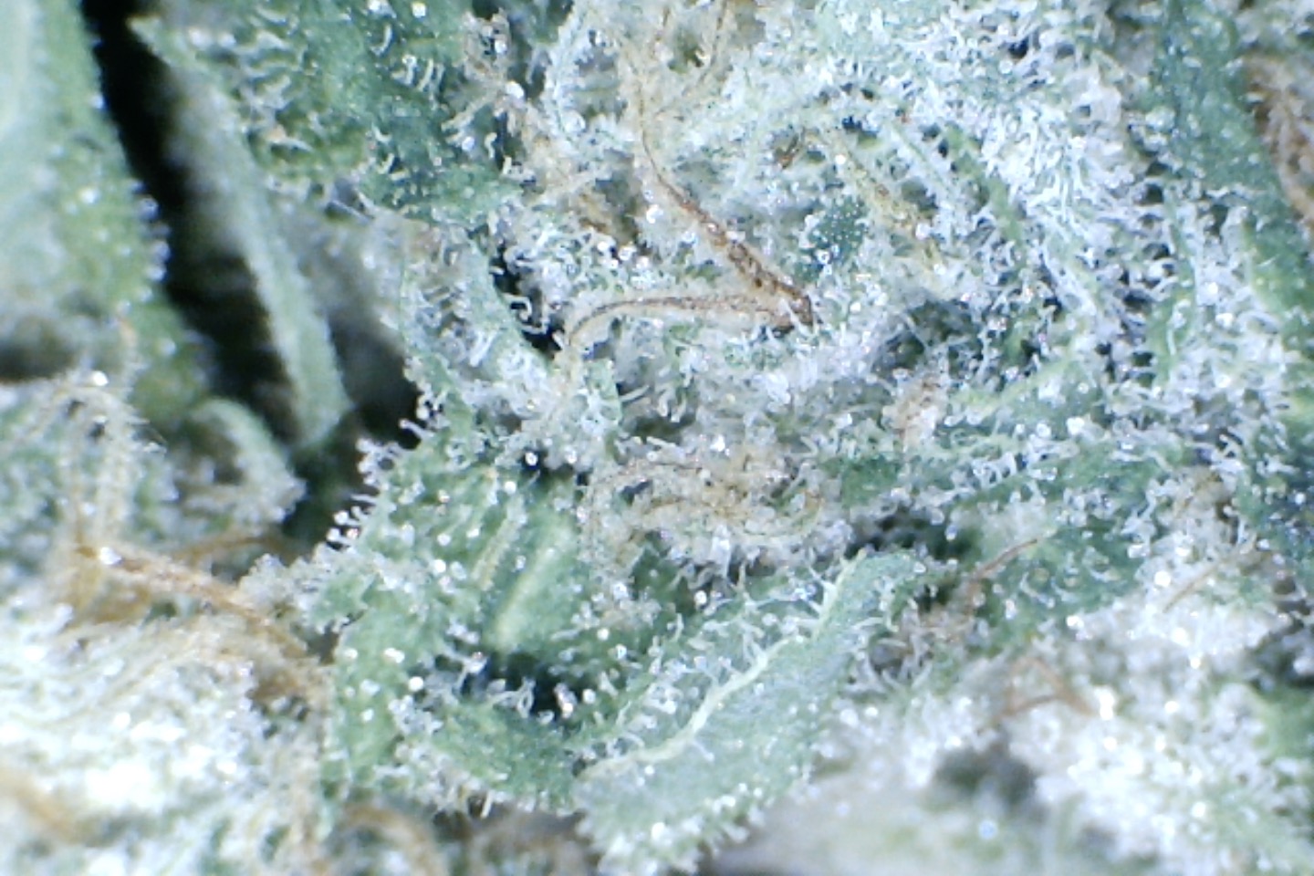 Super Silver Haze by: Elf King Farms 10gm