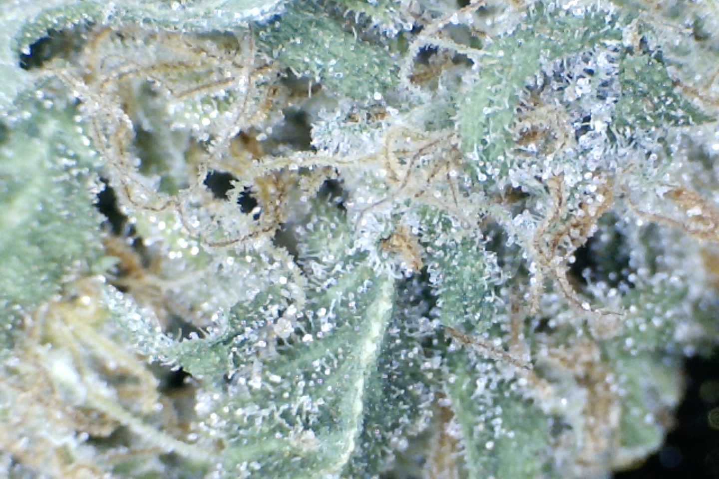 Super Silver Haze by: Elf King Farms 10gm - Image 5