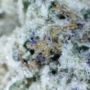 'Grape Cake' by: Big Creek Farms 10gm Indoor Grown