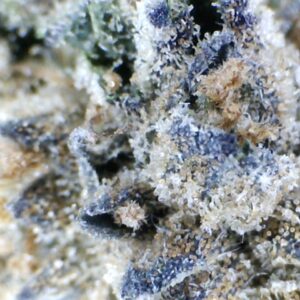 'Mimosa' by: Big Creek Farms 10gm Indoor Grown